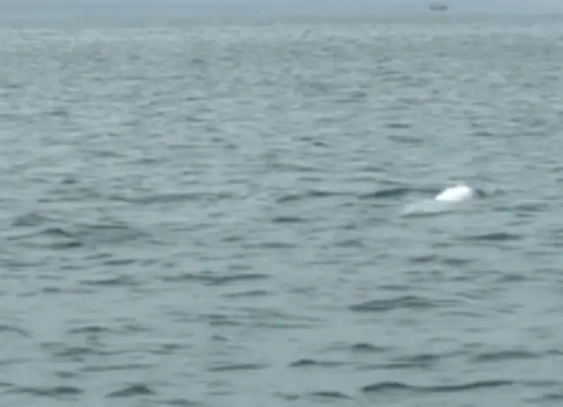 Đàn Cá Heo Trắng Hiếm Gặp Xuất Hiện Sát Đảo Cái Chiên, Quảng Ninh