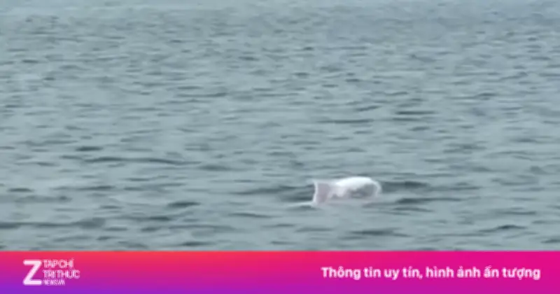 Đàn cá heo trắng tung tăng bơi lượn sát mặt biển đảo Cái Chiên