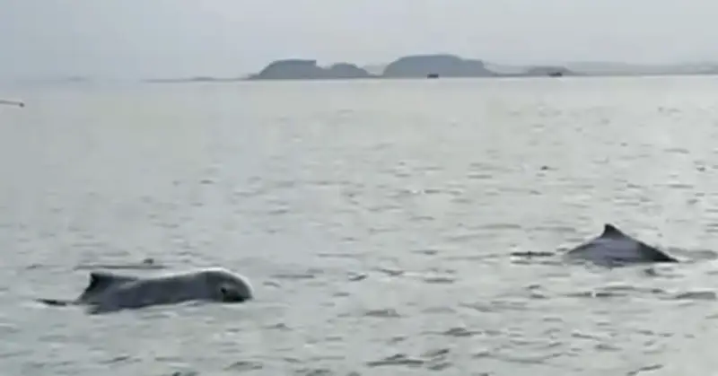 Đàn cá heo trắng xuất hiện ở đảo Cái Chiên, cảnh tượng hiếm có đẹp mắt