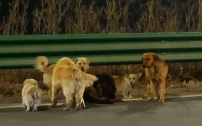 Đàn chó trốn thoát khỏi xe tải, di chuyển hai ngày trong đội hình gắn kết