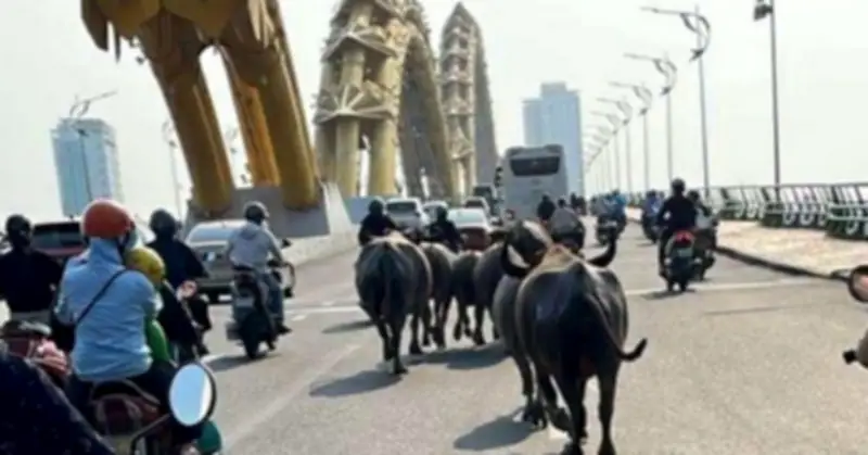 Đàn trâu 8 con chạy rông trên đường trung tâm Đà Nẵng, chính quyền truy tìm chủ