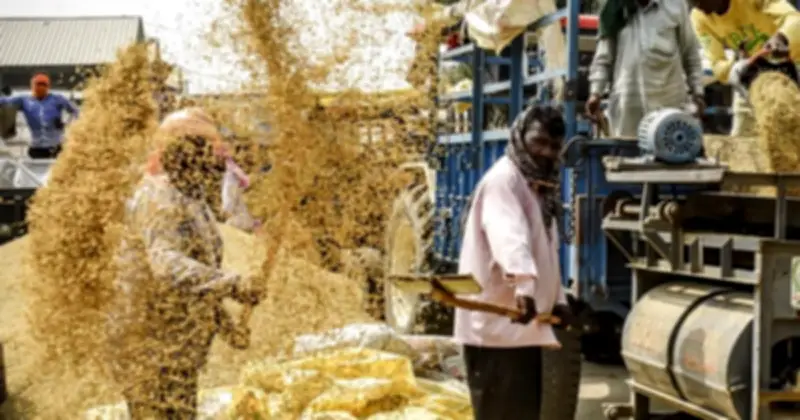 Ấn Độ vượt Trung Quốc thành nhà sản xuất gạo số 1 thế giới, đối mặt thách thức xuất khẩu