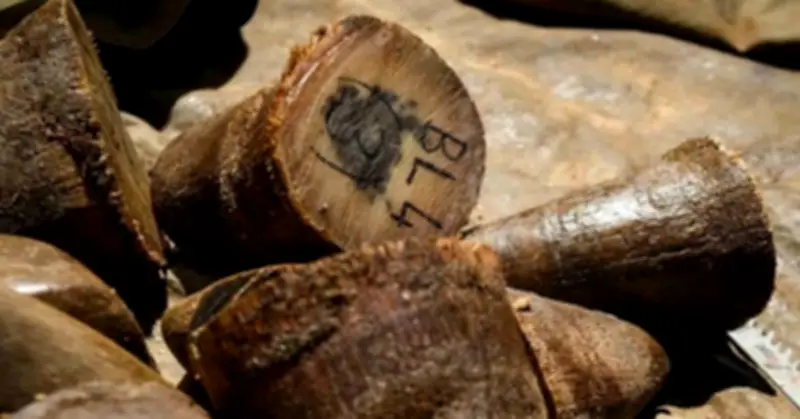 Nam Phi Bắt Giữ Công Dân Việt Liên Quan Đến Vụ Buôn Lậu Sừng Tê Giác Quy Mô Lớn