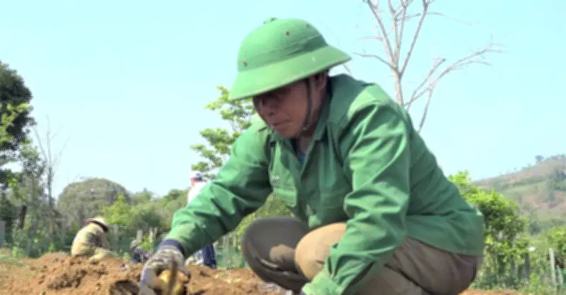 Ông A Phố phá bỏ rẫy sắn, chuyển sang trồng rau xứ lạnh thu lợi nhuận cao