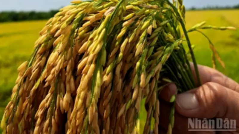 Đồng Bằng Sông Cửu Long: Nâng Tầm Hạt Gạo Mekong Bằng Liên Kết Và Công Nghệ