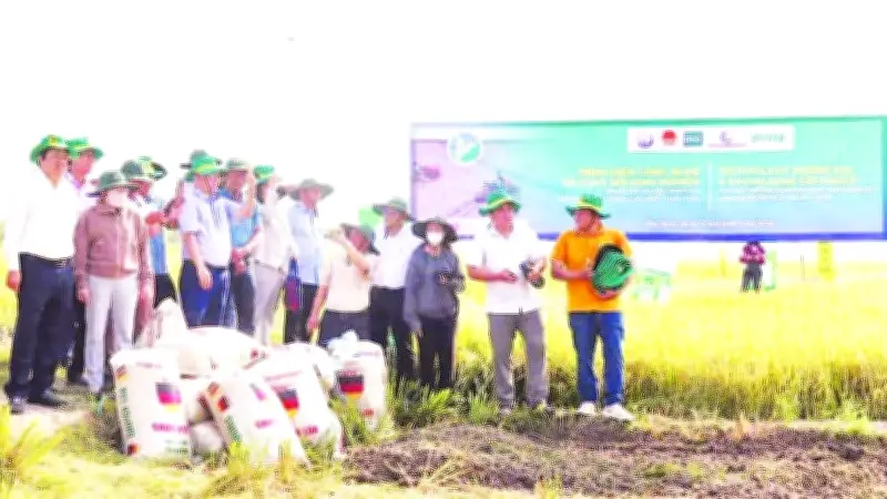 Đồng Bằng Sông Cửu Long Triển Khai 1 Triệu Ha Lúa Chất Lượng Cao, Phát Thải Thấp