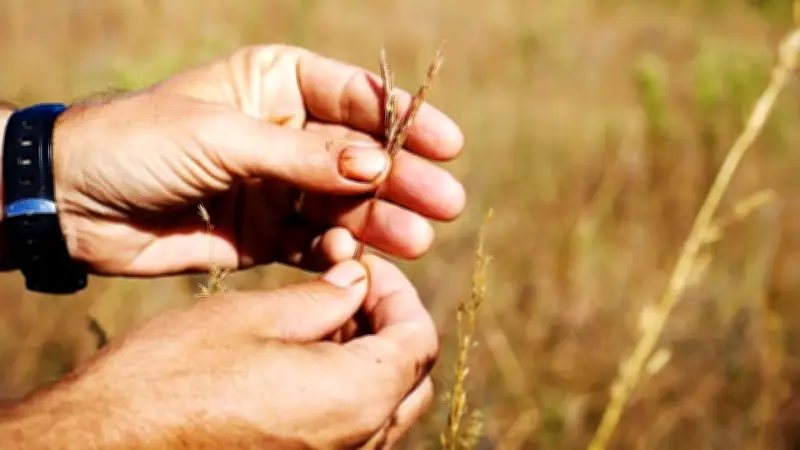 Ngũ Cốc Lâu Năm: Giải Pháp Xanh Cho Nông Nghiệp Bền Vững Trước Khủng Hoảng Khí Hậu
