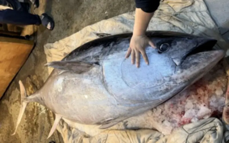 Ngư dân Hạ Môn bắt được cá ngừ vây xanh khổng lồ nặng 280 kg