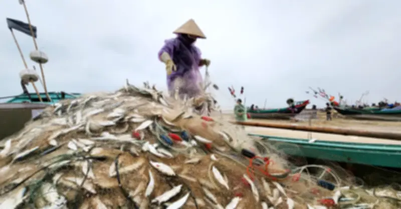 Ngư dân Hà Tĩnh thu tiền triệu mỗi ngày nhờ đánh bắt bạc biển