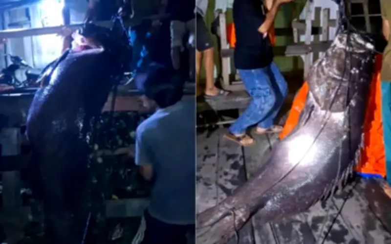 Ngư dân Indonesia bắt được cá mú khổng lồ nặng hơn 100kg