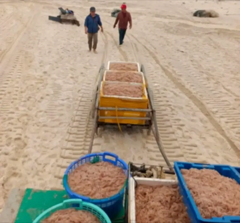 Ngư dân Ninh Châu trúng lớn hải sản đầu năm, thu nhập tiền triệu mỗi ngày