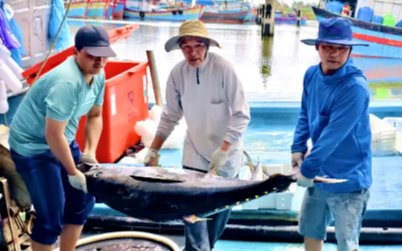 Ngư dân Quảng Ngãi đối mặt áp lực chi phí khi giá nhiên liệu tăng, hải sản giảm giá