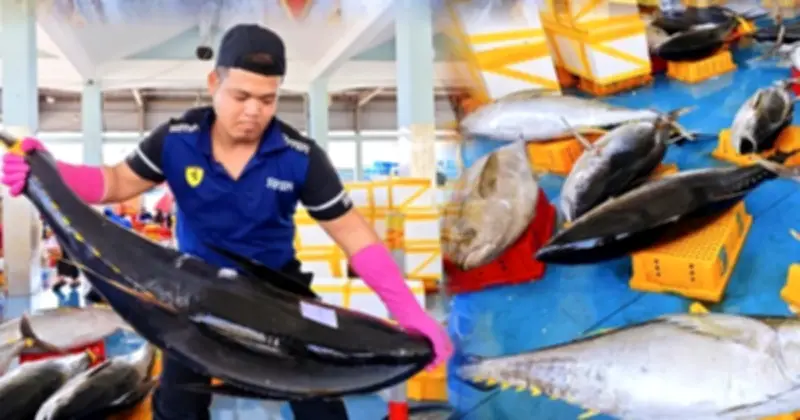 Ngư dân Quảng Ngãi trúng đậm cá ngừ đại dương, cảng Tịnh Hòa nhộn nhịp
