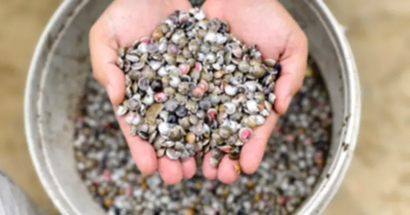 Ngư dân Quảng Ngãi trúng đậm mùa ốc gạo, thu nhập triệu đồng mỗi ngày