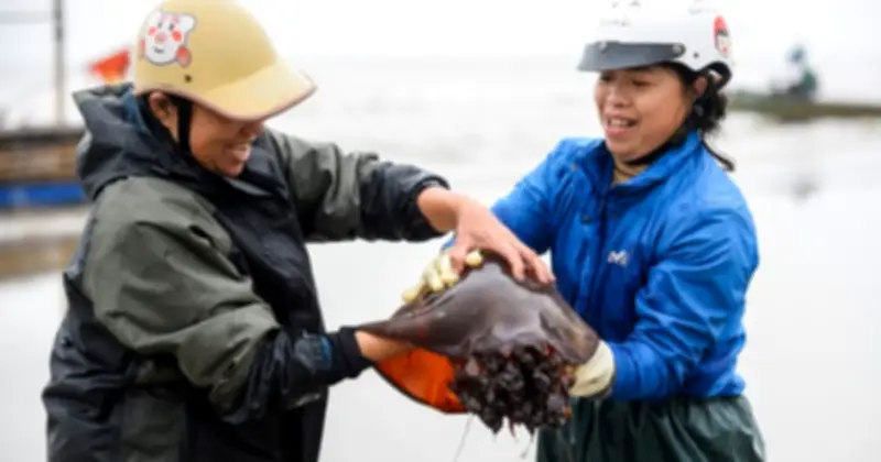 Ngư dân Thanh Hóa thu lợi lớn từ mùa sứa biển dạt bờ