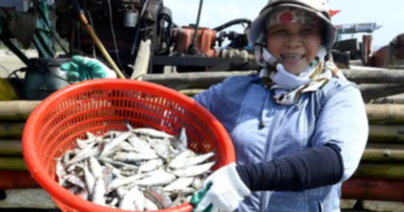 Ngư dân Thanh Hóa thu tiền triệu từ mùa cá trích chính vụ tháng 3