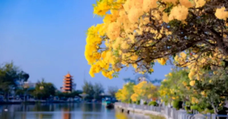 Đường Hoa Kèn Vàng Rực Rỡ Ven Sông Long Bình Thu Hút Giới Trẻ Check-in