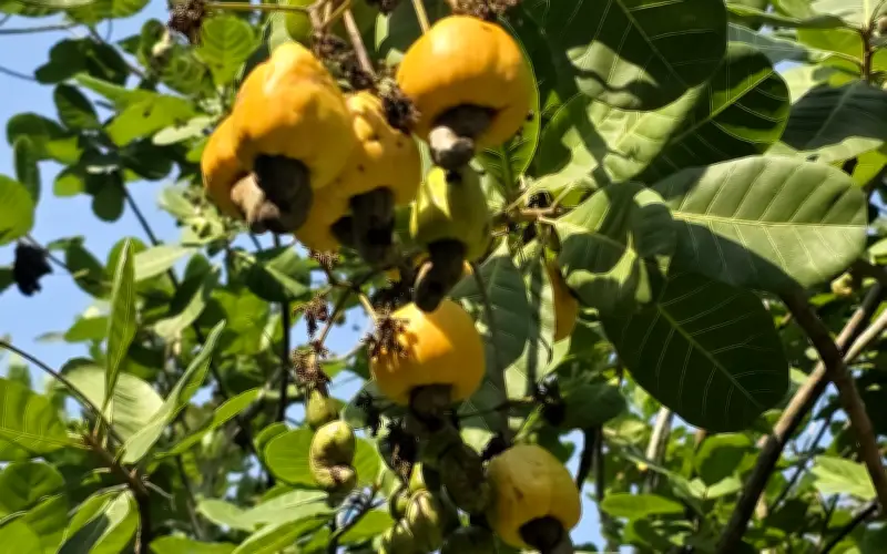 Đồng Nai: Mưa trái mùa tàn phá vụ điều, nông dân S’tiêng đối mặt mất mùa