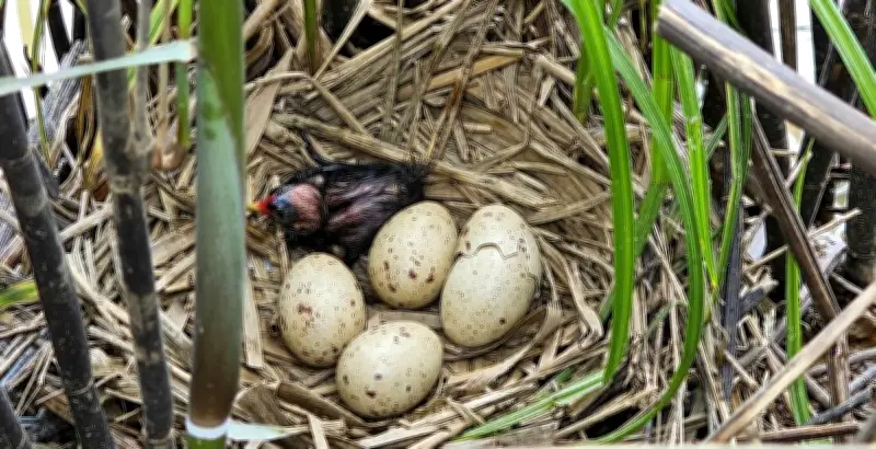 Ông nông dân Quảng Trị biến 'tử địa' chim trời thành mô hình kinh tế sinh thái bền vững