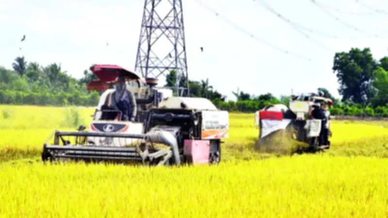 Đồng Tháp: Nông dân lo lắng khi chi phí tăng, giá lúa thấp trong vụ hè thu 2026