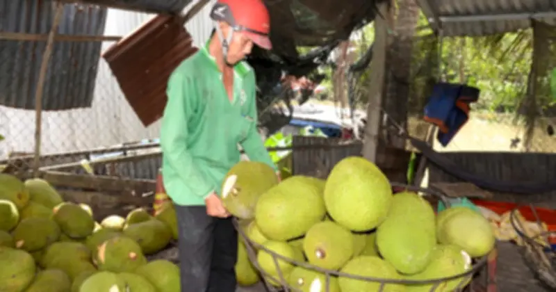 Đồng Tháp: Nông sản đồng loạt giảm giá mạnh, nông dân đối mặt nguy cơ thua lỗ