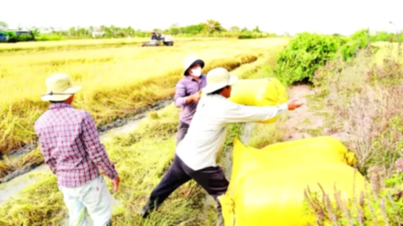 Đồng Tháp thu hoạch lúa đông xuân sớm, ứng phó hạn mặn hiệu quả