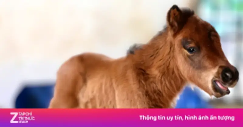 Ngựa lùn Cacao chào đời tại Thảo Cầm Viên Sài Gòn, trở thành ngôi sao nhí thu hút du khách