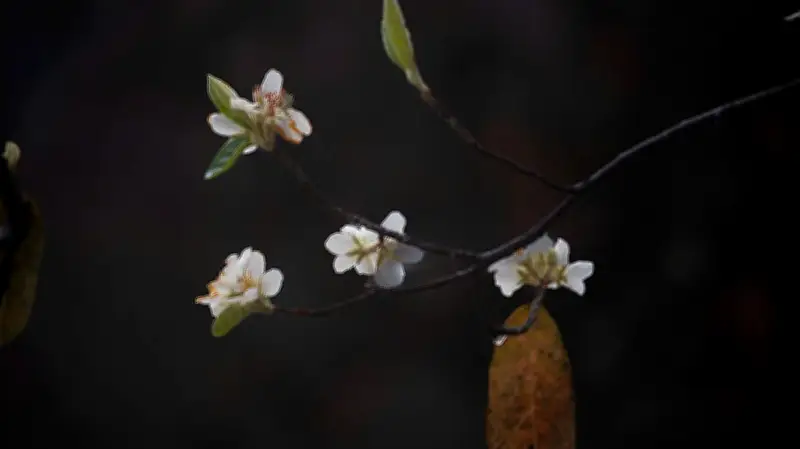 Ngọc Chiến Rực Rỡ Với Ngày Hội Hoa Sơn Tra Và Giải Leo Núi Sky Race 2026