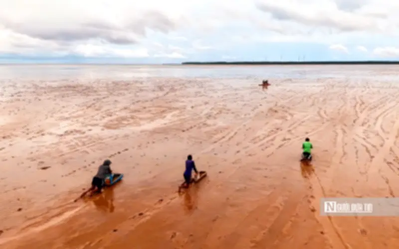 Nghề 'chạy mong' độc đáo trên bãi bồi ven biển Mỏ Ó, Cần Thơ