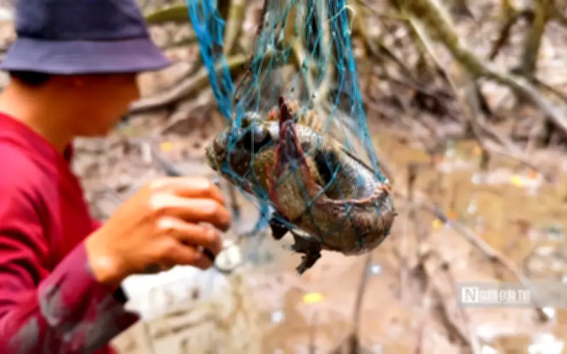 Nghề săn cá thòi lòi bằng xà di: Nét lao động đặc trưng ở Mũi Cà Mau