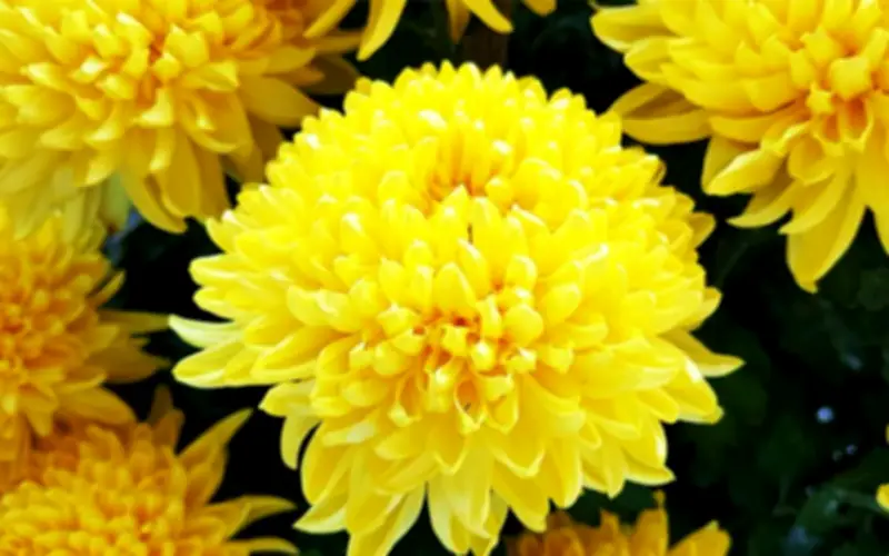 Ý Nghĩa Sâu Sắc Của Các Loại Hoa Vòng Hoa Thường Dùng Trong Đám Tang