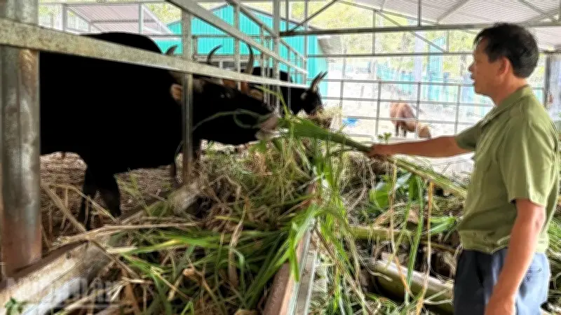 Nghiên cứu bảo tồn bò tót lai: Thành công bước đầu nhưng chưa có sinh sản F1