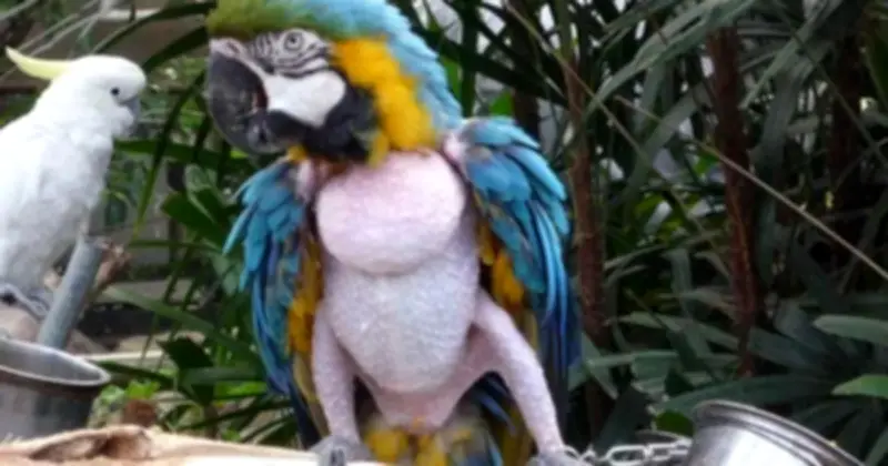 Nghiện tự làm đau: Dấu hiệu rối loạn tâm lý nguy hiểm từ thói quen bóc da, nhổ tóc