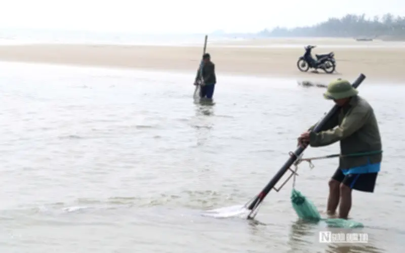 Người dân Cửa Lò vất vả cào ngao mưu sinh khi thủy triều rút