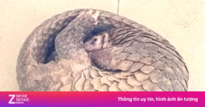 Người dân Cần Thơ tự nguyện giao nộp tê tê quý hiếm cho công an