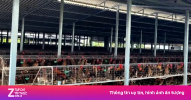 Người dân Đồng Tháp khốn khổ vì ô nhiễm từ trại gà, bữa cơm phải đóng kín cửa