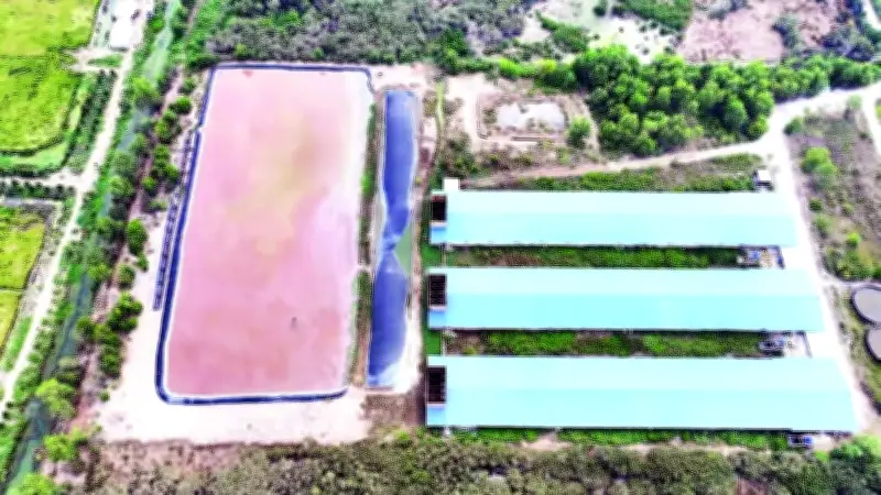 Người dân ấp Tân Tiến khổ sở vì ô nhiễm từ trang trại heo 5.000 con