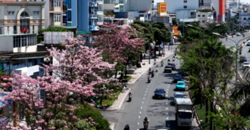 Người dân Sài Gòn thích thú ngắm hoa kèn hồng khoe sắc đẹp mắt