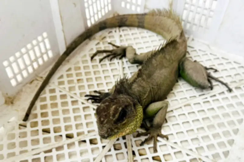 Người dân Tây Ninh bắt được rồng đất quý hiếm, chuyên gia khuyến cáo