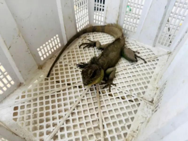 Người dân Tây Ninh bắt gặp Rồng đất quý hiếm, giao nộp cho cơ quan chức năng