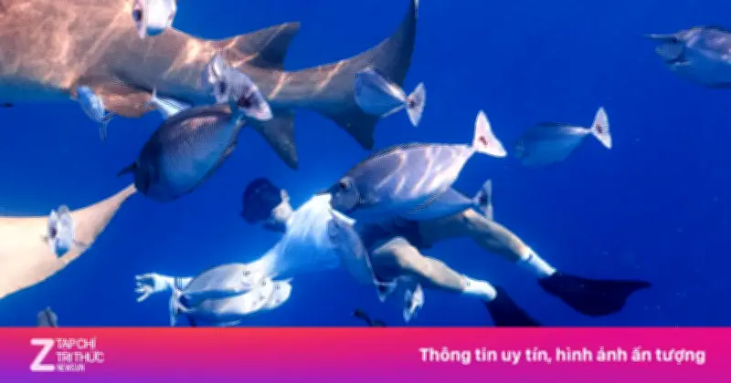 Người không biết bơi có thể lặn biển không? Câu trả lời từ chuyên gia