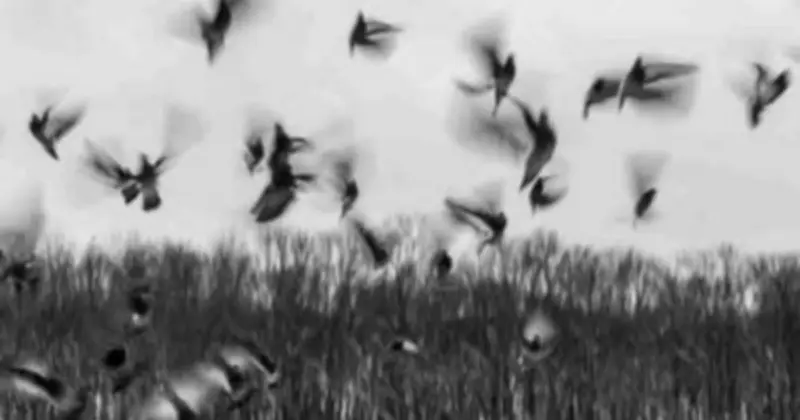 Ngôi làng Jatinga: Bí ẩn chim tự sát hàng loạt mỗi mùa thu ở Ấn Độ