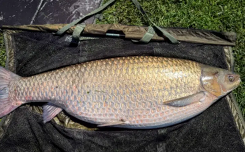 Người Mỹ phá kỷ lục thế giới với con cá chép cỏ khổng lồ nặng 34 kg