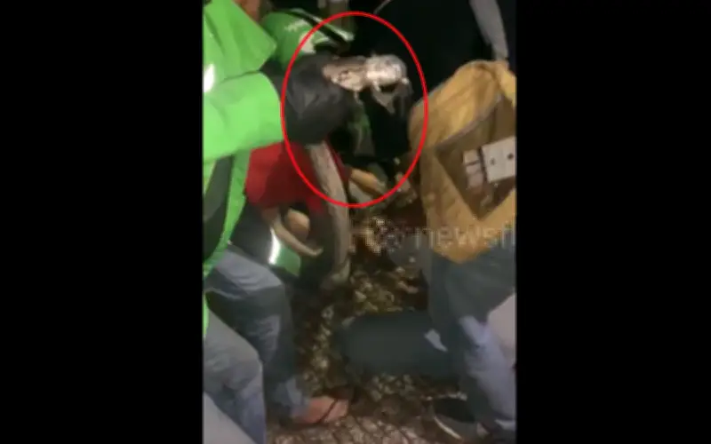 Người đàn ông Indonesia phát hiện trăn khổng lồ 4 mét ẩn nấp trong nệm nhà