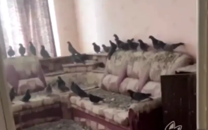 Người đàn ông Nga sốc khi căn hộ bị chim bồ câu chiếm đóng sau 3 năm vắng nhà