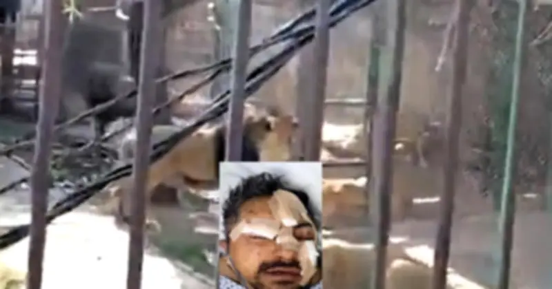 Người đàn ông say rượu thả sư tử ở Mexico, bị tấn công và ghi lại cảnh kinh hoàng