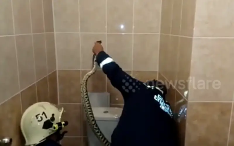 Người phụ nữ Nga hoảng hồn phát hiện trăn khổng lồ trong nhà vệ sinh