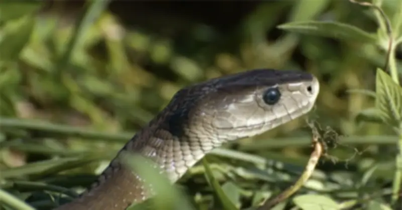 Người phụ nữ Tây Ninh nguy kịch vì rắn độc cắn khi phun thuốc diệt cỏ