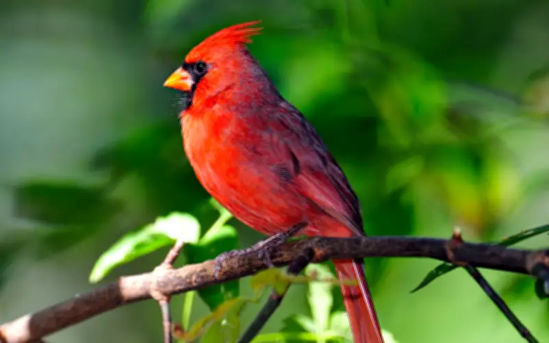 Người sinh năm Mão sau 40 tuổi: Nhanh nhẹn, tháo vát, dễ giàu sang