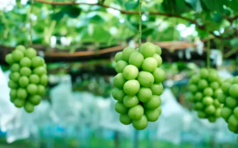 Người suy thận nên ăn hoa quả gì để bảo vệ chức năng thận?